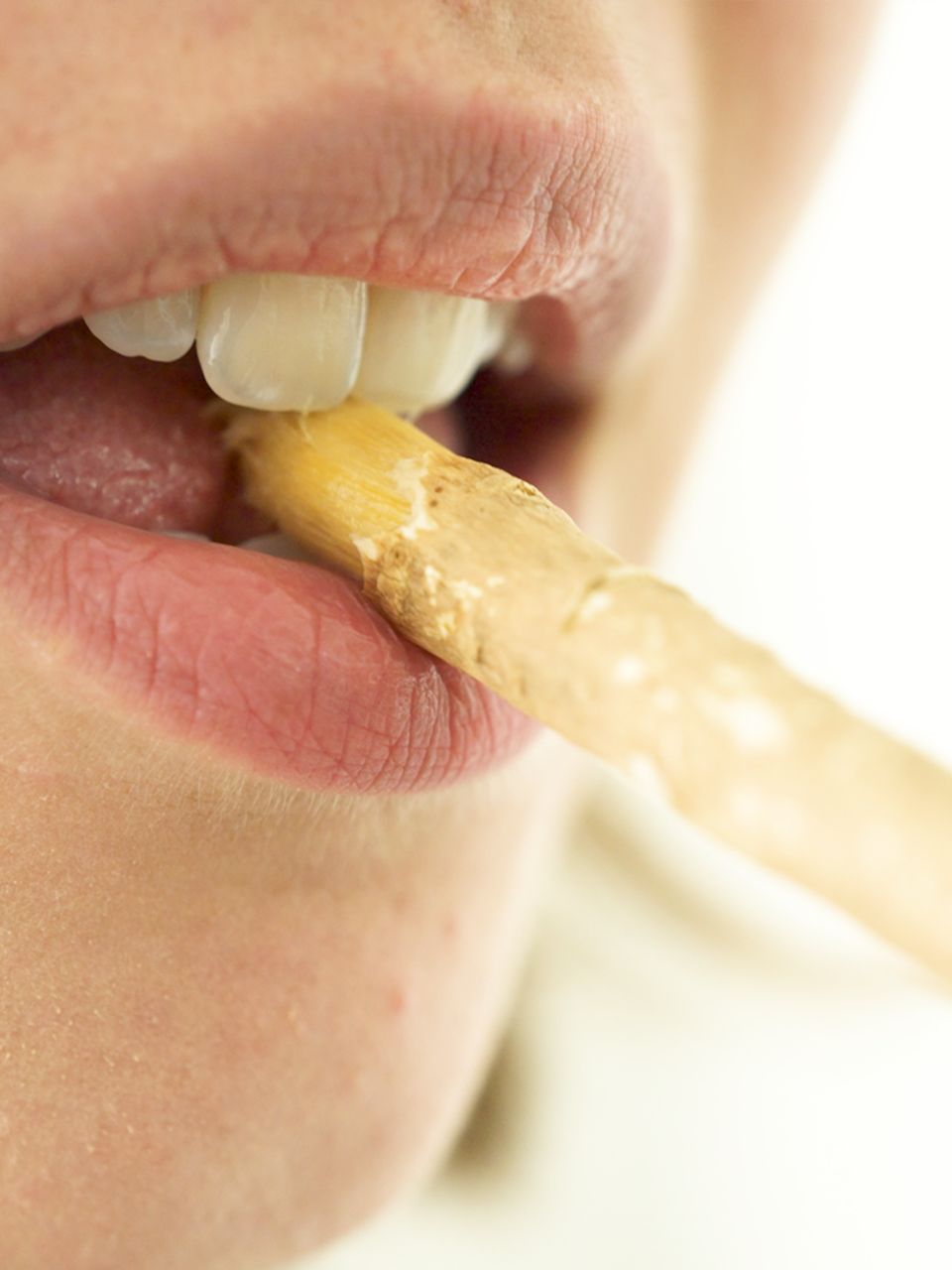 Lebenskraftpur Miswak Zahnbürste Holz unbehandelt nachhaltig