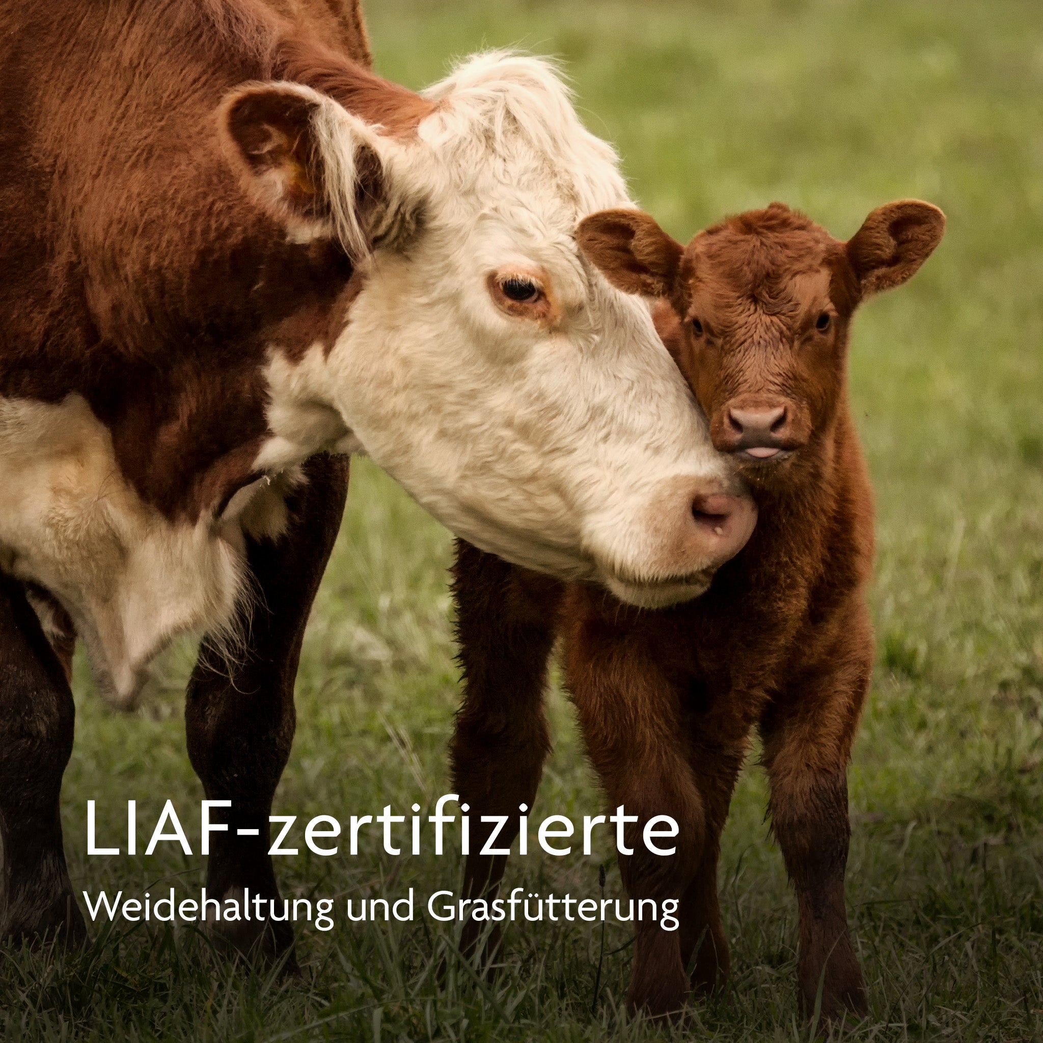 LebenskraftPur Kollagenhydrolysat Kolostrum Pulver fermentiert