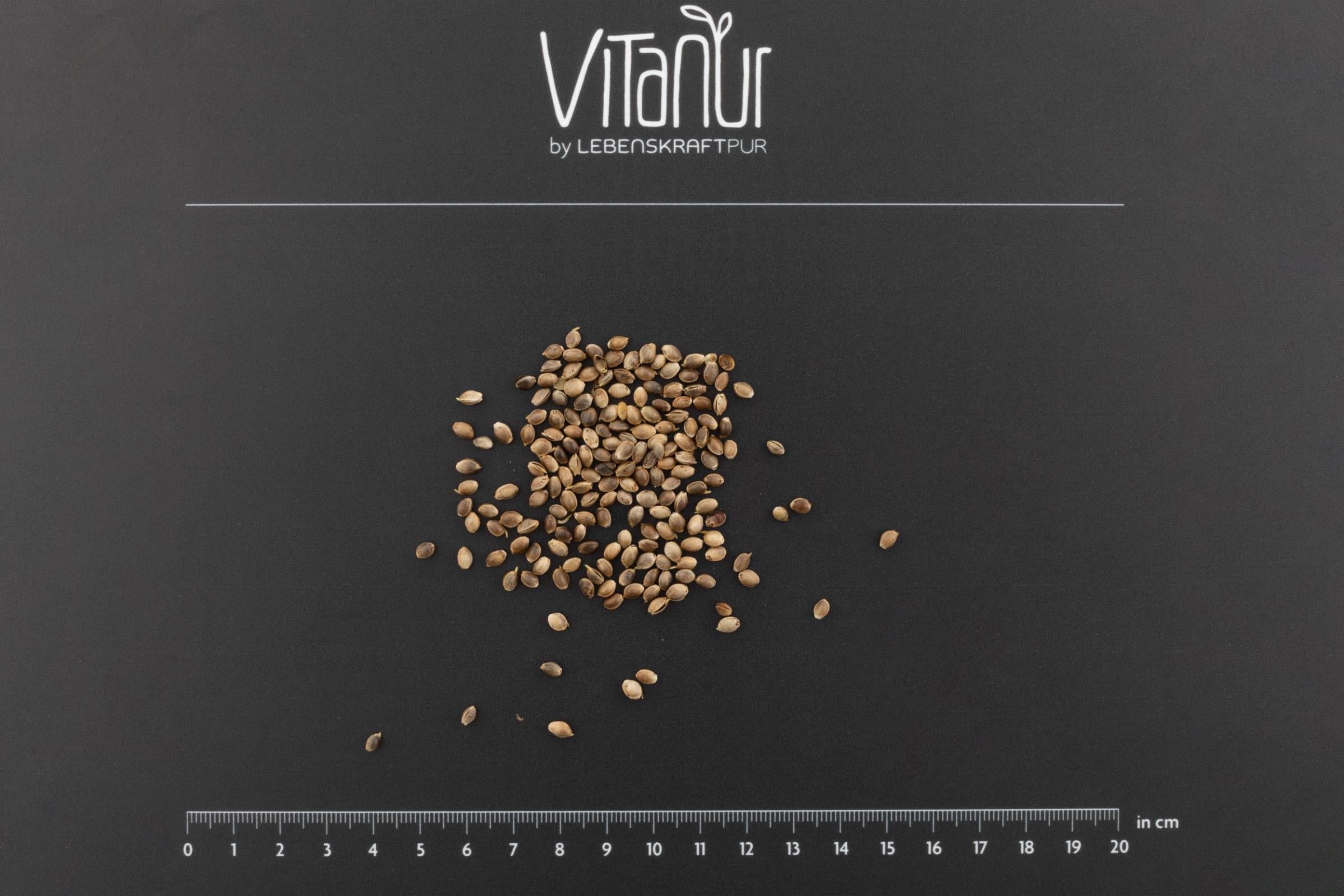 LebenskraftPur Bio Hanfsamen Gekeimt Superfood 650 g Roh